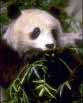 panda ����