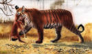 ��� tiger